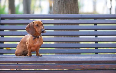 Dachshund cinsinden kırmızı bir köpek yavrusu bir yaz günü yürürken parktaki ahşap bir bankta tek başına oturur. Küçük bir köpek dinleniyor ve dikkatlice poz veriyor.. 