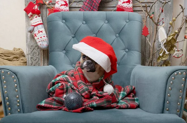 Dog French Bulldog Breed Sits Christmas Decorations Festive Interior Cozy — Stock Photo, Image