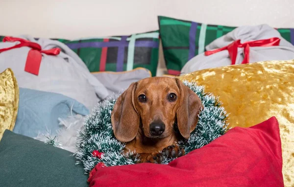 Dachshund Dog Christmas Wreath His Neck Lies Pillows Looks Attentively — Stock Photo, Image