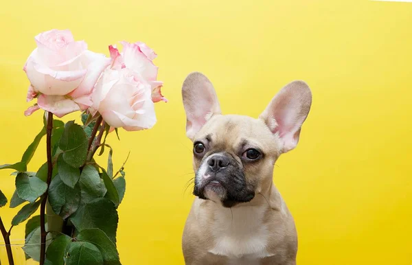 Bukiet Pięknych Róż Francuski Buldog Rasy Pies Który Siedzi Żółtym — Zdjęcie stockowe