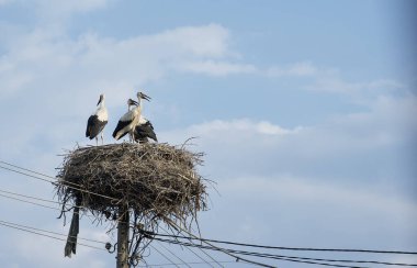 Üç leylekten oluşan bir aile, ahşap bir elektrik direğinde örülmüş büyük bir yuvada mavi gökyüzüne ve güzel açık beyaz bulutlara karşı yan yana dururlar. Yaz güneşli hava.