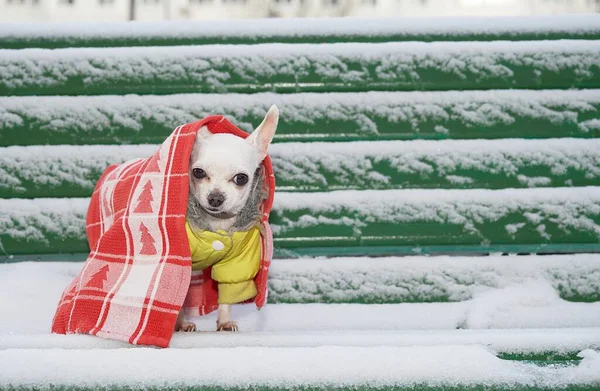 Küçük bir chihuahua köpeği soğuk havada, sarı sıcak bir ceketle karda yürür, kafasına kırmızı bir Noel battaniyesi atar ve kameraya bakar. Bulutlu kış günü.