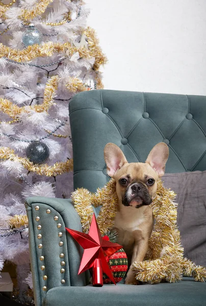 Komik köpek bulldog bir sürü Noel oyuncağının arasında bir sandalyede oturur ve kırmızı yıldıza yaslanmış kameraya bakar. Köpek yılbaşı kutlaması için Noel ağacının yanında bekliyor..