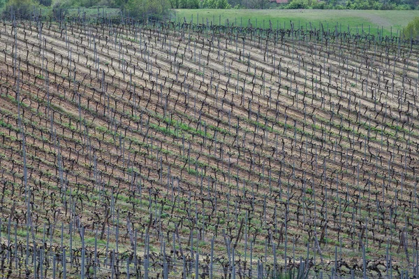 Rows Young Vines Great Numbers Stretching Far Horizon Sunny Spring — Stock Photo, Image