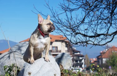 Dağların arasında yürüyüş yapan bir Fransız bulldog, İsviçre Alpleri 'ndeki evlerin arka planına karşı büyük gri bir kayanın üzerinde sessizce oturur. Bir dağ kasabasında güneşli bir hava.