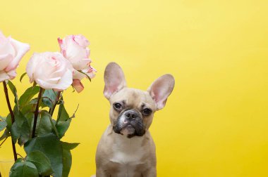 Fransız bulldog cinsi köpek ve sarı arka plan fotoğraf stüdyosunda bir buket pembe gül. Metin için resim ve yer.