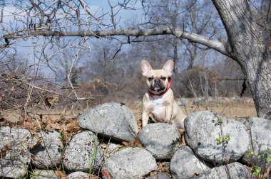 Bir bulldog güneş ışığında büyük gri taşların üzerinde duruyor ve sessizce kameraya bakıyor. Dağlık bir bölgede güneşli bir hava.