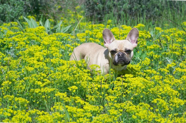 Красива Бульдогна Собака Стоїть Серед Жовтих Диких Квітів Засмагаючому Газоні — стокове фото