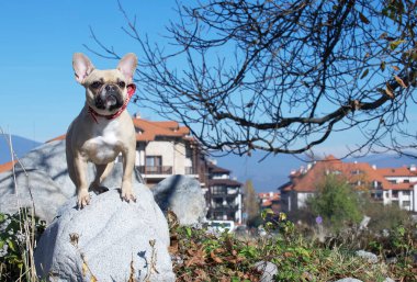 Fransız Bulldog 'unun bir köpeği dağların arasında yürürken büyük gri bir taşın üzerinde otururken kameraya dikkatle bakar. Bir dağ kasabasında güneşli bir hava.