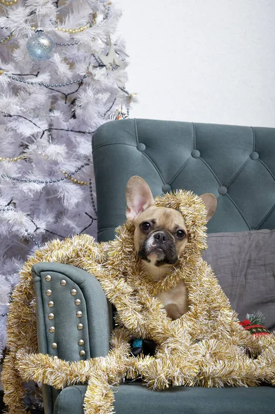 为了迎接圣诞节和新年 一只斗牛犬坐在一个装饰着黄色圣诞彩灯的房间里舒适的椅子上 附近有一棵装饰精美的圣诞树 — 图库照片