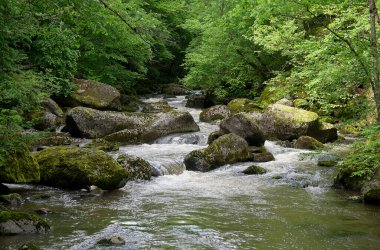 Orman manzarasında çalkantılı bir dağ nehri. Temiz su, çevreleyen ağaçların yapraklarının altındaki büyük kayalar arasında hızla akıyor..