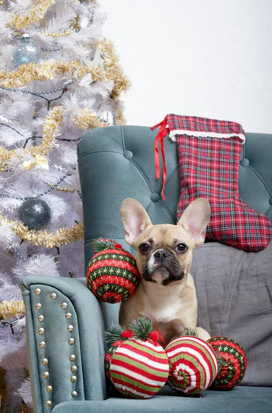Bulldog Dog Lies Armchair Christmas New Year Holiday Toys Waiting — Stock Photo, Image