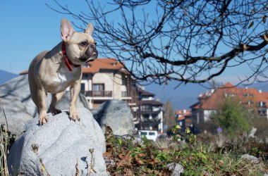 Bir Fransız bulldog dikkatle dışarı bakar ve İsviçre Alpleri 'nin büyük kayalıklarında arka planda oturur. Mavi gökyüzü ve güneşli bir dağ kasabasında köpek yürürken.