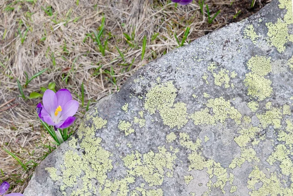 Crocus Purpure, büyük gri bir kayanın yanında büyüyen ve yazı için yeterli alanı olan güzel bir bahar çiçeğidir. Bahar topraklarında küçük bir çiçek. Crocus iridaceae - Crocus iridaceae.