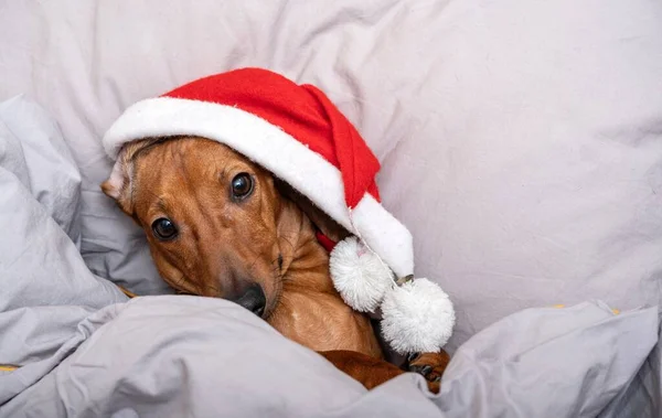 迷人的腊肠犬躺在床上 头戴圣诞红帽 看着相机 看起来很古板 在新年的气氛中 一只带着温暖毛毯的腊肠躺在床上 — 图库照片