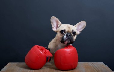 Basın toplantısında boksör olarak Bulldog siyah arka planda kırmızı boks eldivenleriyle oturuyor. Köpek ahşap bir masaya poz verir ve onun önüne bakar. Yüksek kaliteli stüdyo fotoğrafı..