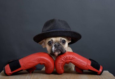 Bulldog, siyah şık şapkayla poz veren boksör kırmızı eldivenlerini takıyor. Köpek karanlık bir duvara karşı duruyor..