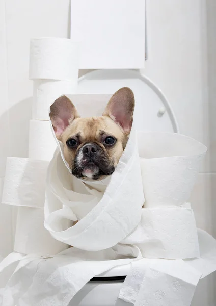 Perro Bulldog Mira Través Gran Número Rollos Papel Higiénico Sentado — Foto de Stock