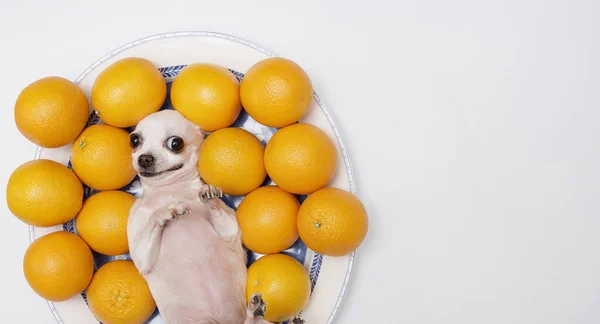 Pequeño Perro Chihuahua Relajó Espalda Entre Naranjas Maduras Sonriendo Coqueta — Foto de Stock