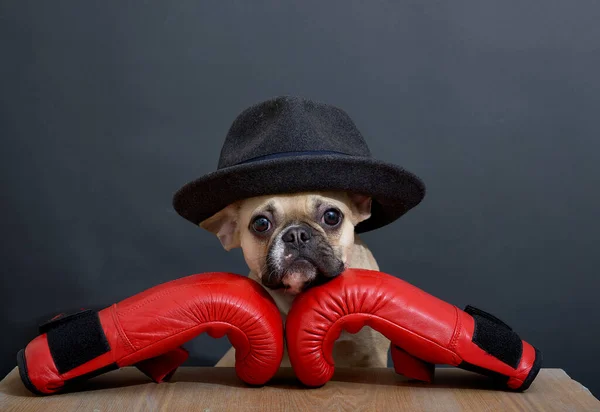 Bulldogge Legt Seinen Maulkorb Auf Boxerrote Handschuhe Und Posiert Mit — Stockfoto