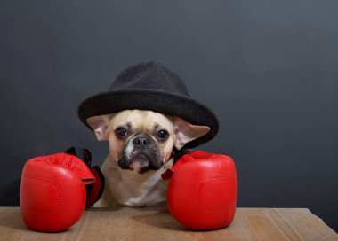Bir boksör, kırmızı boks eldivenleriyle ahşap bir masada oturuyor. Kafasında şık bir şapka olan bir köpek sakince kameraya bakar..