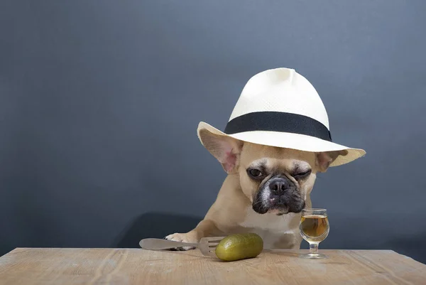 The bulldog dog is sad at the table next to the filled glass and the pickle on the fork. French bulldog poses against a gray wall in studio wearing a stylish summer hat.