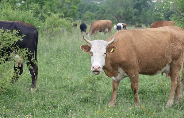 Vacă Mănâncă Iarbă Timp Stă Pajiște Verde Într Însorită Vară — Fotografie, imagine de stoc