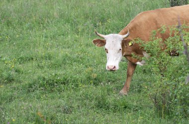 Beyaz başlı kahverengi bir inek kameraya dikkatle bakar ve bir çayırda otlar. Bir inek çayırda otlar güneşli yaz havasında yemyeşil yemyeşil çimlerle..