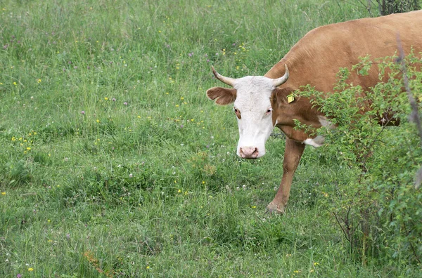 Eine Braune Kuh Mit Weißem Kopf Blickt Aufmerksam Die Kamera — Stockfoto
