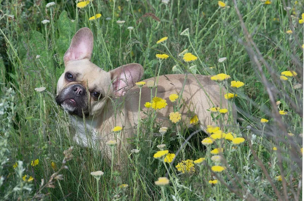 ブルドッグ犬は 太陽の光る芝生の上に黄色い花のフィールドの間に立って 頭を傾け 意図的にカメラを見ています 犬は暑い夏の日に歩いている間にカメラを見ます — ストック写真