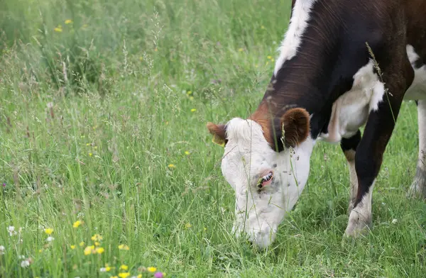 Uma Vaca Com Cabeça Abaixada Come Grama Pasto Verde Tempo — Fotografia de Stock