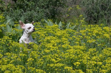 Yürüyüş sırasında sarı kır çiçeklerinin arasında küçük bir chihuahua köpeği. Güneşli parlak bir gün ve beyaz köpek gözlerini güneş ışınlarının altında kapadı, sessizliğin tadını çıkarıyor..