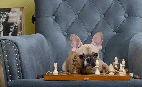 A bulldog dog plays chess lying in a cozy chair and looking at the camera through the arranged pieces. The dog tiredly reflects on the game.