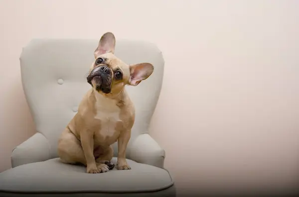 A bulldog dog sits in a cozy chair tilting his head in surprise and looking at the camera. Behind the dog is a blank room wall for placing text or pictures.
