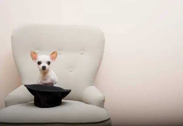 Chihuahua dog sitting in a cozy chair peeking out from behind a stylish black hat and looking intently at the camera. A small white dog poses in the home interior.