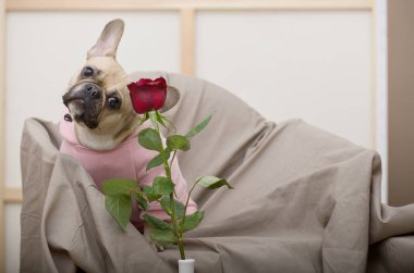 Sevimli bulldog köpeği kafası eğik kırmızı bir gülün yanındaki sandalyede poz veriyor. Köpek pembe pijama giyiyor. Romantik ruh hali.