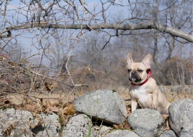 Güneşli havada büyük kayaların arasında yürüyen sevimli bulldog köpeği. Sonbahar güneşli hava ve yürüyüşe çıkmış bir köpek..