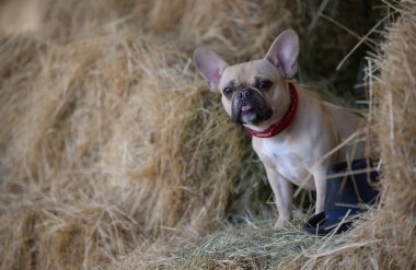 Samanlıkta dinlenen ve kuru samanların arasında kameraya bakan çekici bulldog köpeği. Köpeğin yanında şık siyah bir şapka var.. 