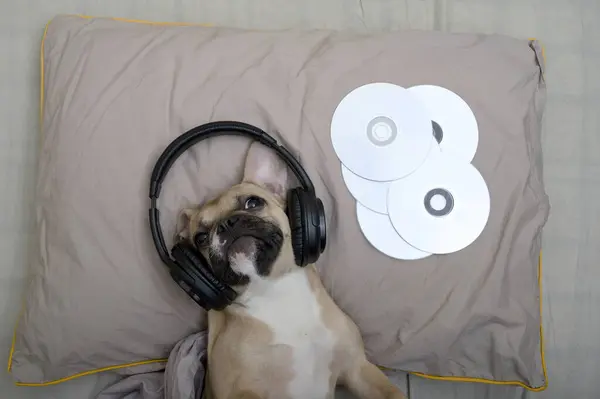 Yatakta CD 'lerin arasında uzanmış büyük siyah kulaklıklar takmış ve zevkle müzik dinleyen bir bulldog. Bir battaniyeyle rahatça yatağa yerleşen köpeğin üst görüntüsü..