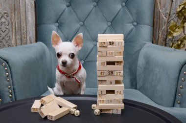 Chihuahua cinsinden küçük bir köpek oyun sırasında masada oturan tahta bloklardan bir kule oluşturarak bir masa oyunu oynar. Küçük köpek maç sırasında kameraya dikkatle bakıyor..