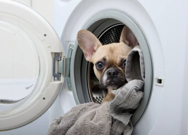 Bir çamaşır makinesinin içinde saklanan sevimli bulldog köpeği dikkatlice açık kapıdan dışarı bakıyor. Büyük gri bir havlu köpeğin cesedini saklar..