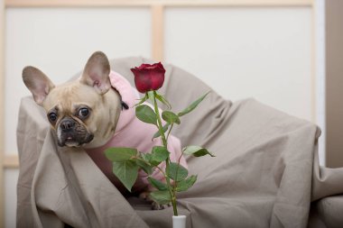 Hoş bir bulldog köpeği pembe bir bluzla rahat bir sandalyede oturuyor, kırmızı bir gülün yanında, çiçeğin arkasından dikkatlice bakıyor. Romantik ruh hali.
