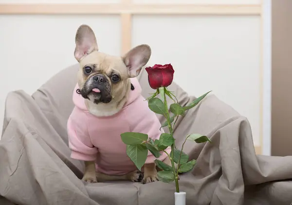 Sevimli bir bulldog köpeği kırmızı bir gülün yanında rahat bir sandalyede oturuyor, çiçeğin arkasından dışarı bakıyor. Köpek pembe pijama giyiyor. Romantik ruh hali.