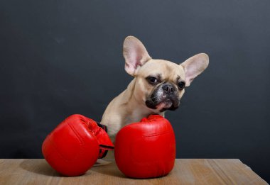 Komik siyah yüzlü ve kırmızı boks eldiveni takan Bulldog, ahşap bir masanın önünde durup ilgiyle ona bakıyor. Saldırgan bir boksör görünümündeki bir köpeğin stüdyo fotoğrafı..