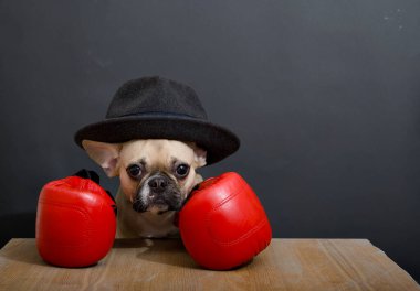 Kırmızı boks eldivenli buldog cinsi köpek, tahta bir masada oturuyor ve önüne bakıyor. Saldırgan bir boksör görünümündeki bir köpeğin stüdyo fotoğrafı..