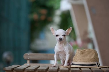 Küçük bir Chihuahua köpeğinin şık portresi, küçük bir tarla derinliği, yaz hasır şapkasının yanında oturuyor. Bir yaz öğleden sonrasında bir köpeğin sanatsal portresi..