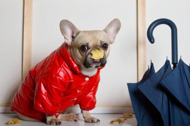 Kırmızı ceketli yakışıklı bulldog burnunda sarı yaprak ile yürümeye hazır katlanmış büyük şemsiyeyle oturuyor. Köpek yağmurlu hava hakkında üzgün..