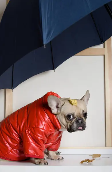 Parlak kırmızı ceketli çekici bulldog kafasında sarı bir yaprak ile profilde oturuyor ve ne yazık ki kameraya bakıyor. Köpek yürüyüşe çıkmaya hazır ve yağmurlu hava için üzgün..
