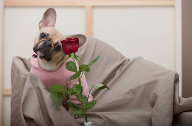 Çekici bulldog köpeği romantik bir havada, pembe bluz ise güzel bir gülün önünde bir sandalyede oturur. Köpek başını eğdi ve tatil beklentisiyle kameraya baktı..