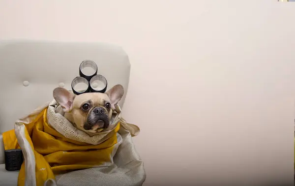 Sevimli bulldog kafasında buklelerle bir şala sarılmış tatil partisine hazırlanıyor. Ev köpeği tatil partisi için hazırlanıyor. Romantik ruh hali.